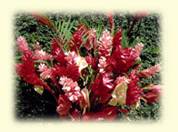 (Tropical Flowers - Ginger Lily & Anthuriums)